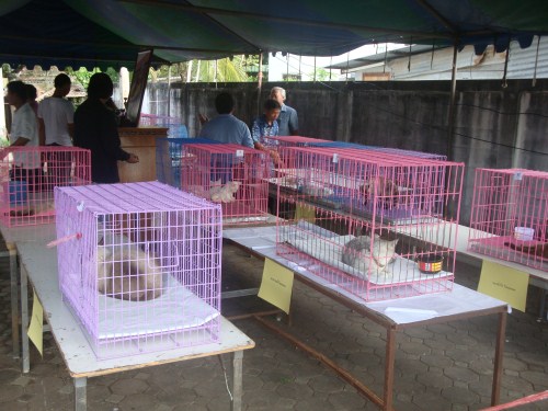 Phimai festival cat show